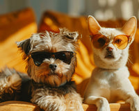 Pet Parent Perks: Accessories That Pamper Your Furry Friends